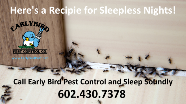 Phoenix Arizona Ant Infestation Pest Control Scottsdale Paradise Valley Goodyear Litchfield Park Buckeye Peoria AZ