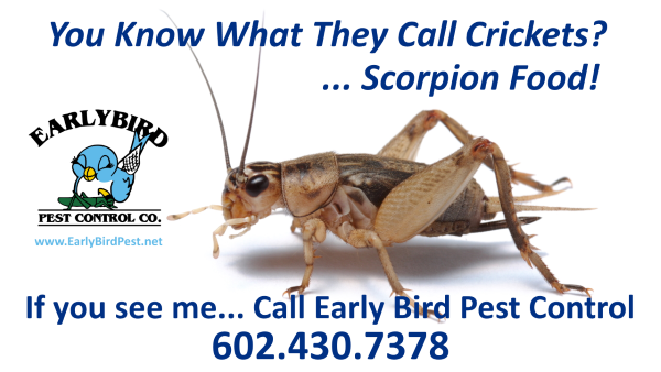 Cricket600 Arizona Crickets scorpion pest control Litchfield Park pest control exterminator