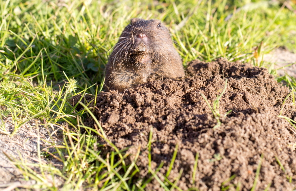 rodent gopher phoenix arizona