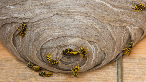 Phoenix Arizona Wasp Hornets Nest Beehive Remove North Scottsdale Paradise Valley