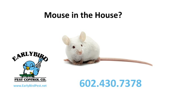 Mouse600 mice mouse exterminator pest control Phoenix Scottsdale Paradise Valley Arizona