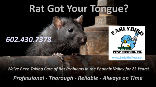 Phoenix Arizona Pest Control Services Rats Rodents