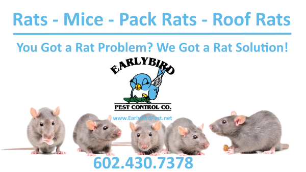 Rats2-600 rats mice gophers rodents exterminator