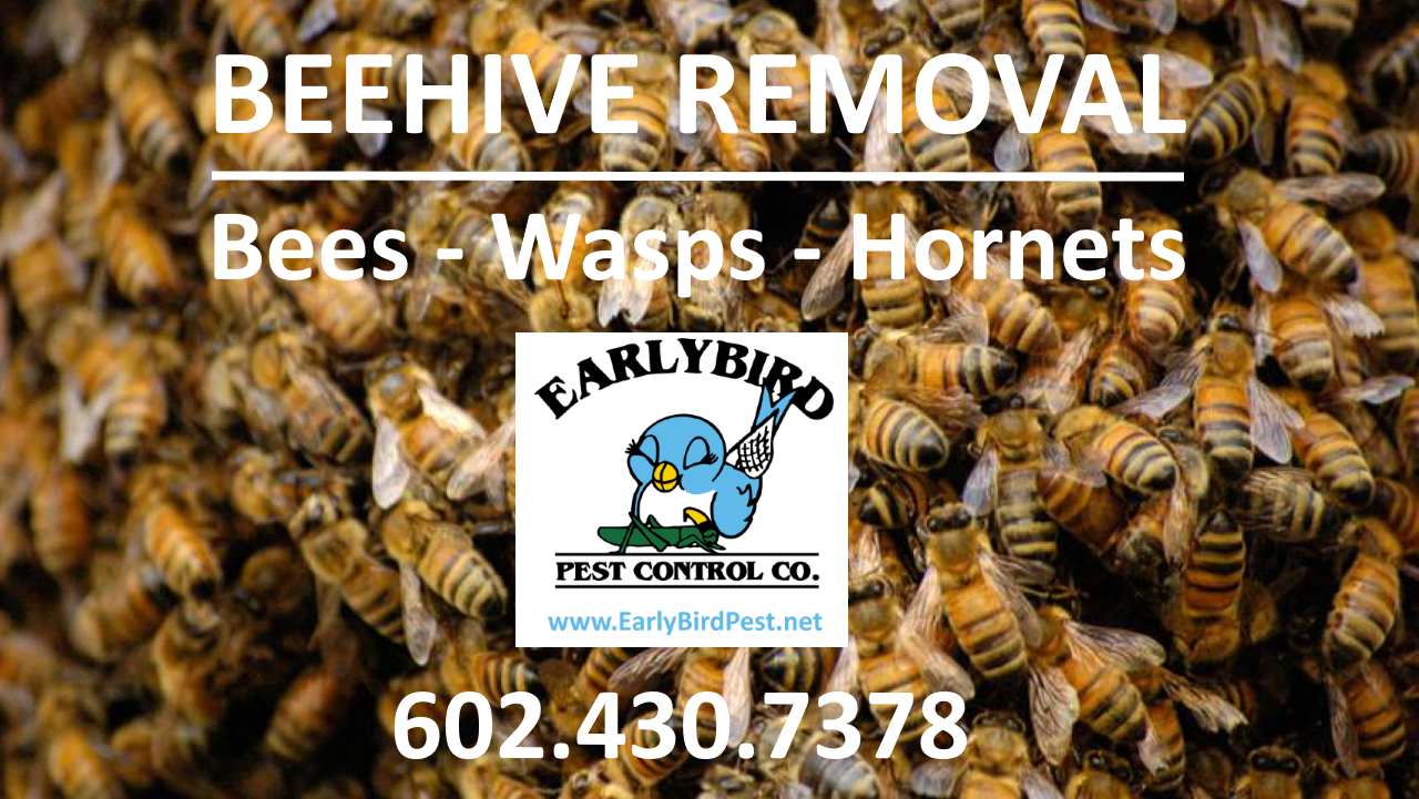 bees1280x7202 Bee Wasp Hornet Beehive removal