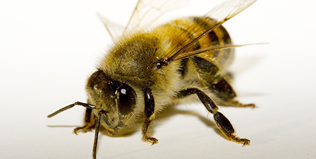 Bees pest control beehive removal in Phoenix North Scottsdale Paradise Valley Goodyear Peoria Litchfield Park Buckeye Avondale AZ