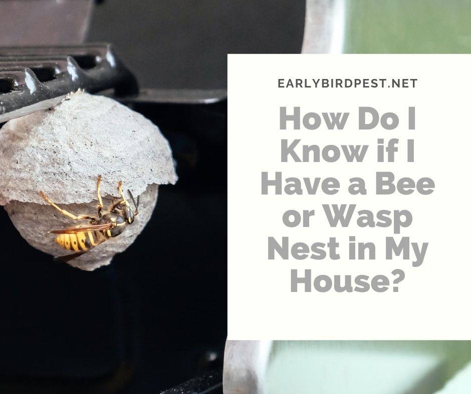 How Do I Know if I Have a Bee or Wasp Nest in My House?