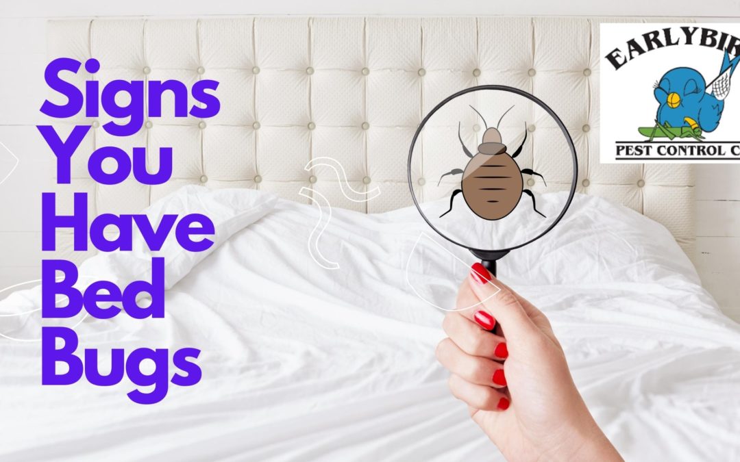 4 Signs You Have Bed Bugs