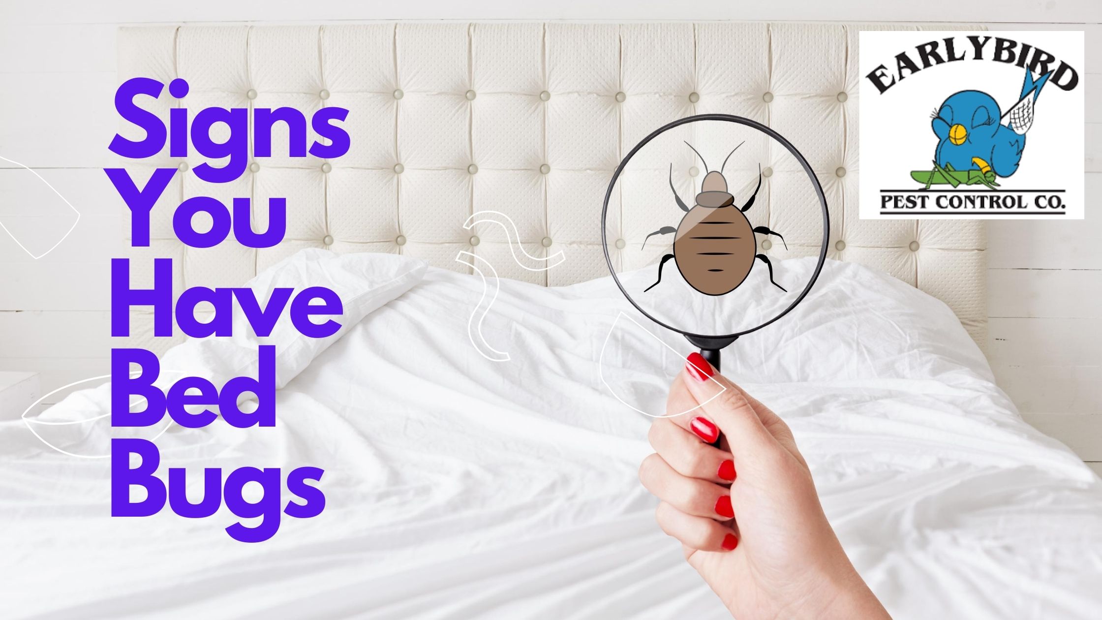 Signs You Have Bed Bugs