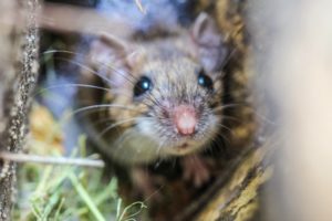 Is it Mice or Rats? How to Know What Pest You Have?