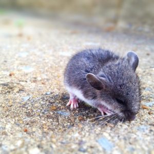 Is it Mice or Rats? How to Know What Pest You Have?