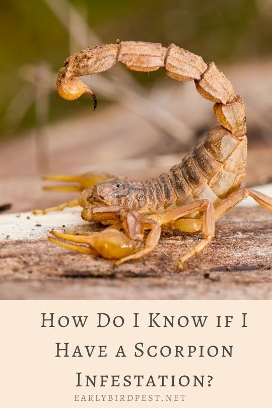 How Do I Know if I Have a Scorpion Infestation?