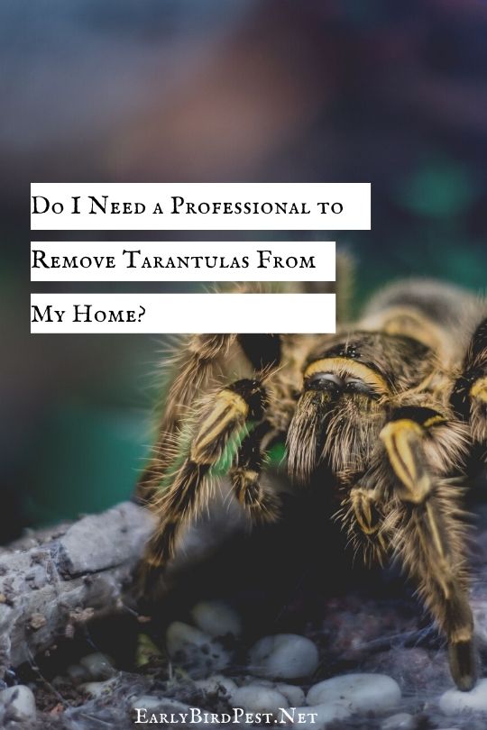 Do I Need a Professional to Remove Tarantulas From My Home?