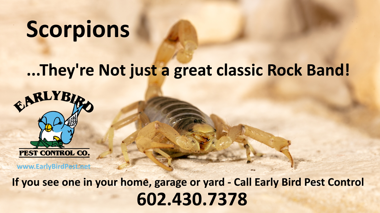 Early_Bird_Pest_Control_Litchfield Park_Goodyear_Arizona_Pest_Control_Exterminator_insects_Scorpions Early Bird Pest Control Litchfield Park Peoria Surprise l Estrella Goodyear Arizona Scorpion Exterminator
