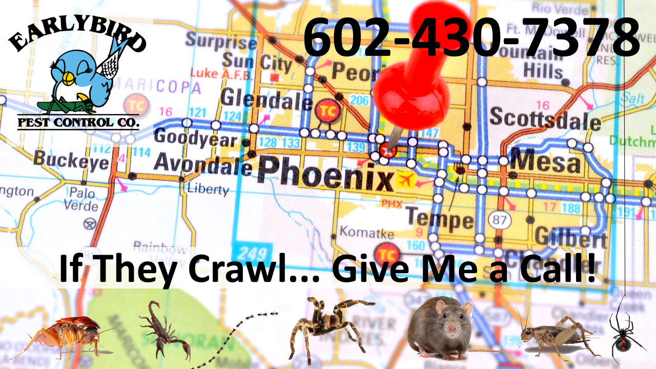 Early_Bird_Pest_Control_Phoenix_West_Valley_Litchfield_Park_Goodyear_Surprise_Peoria_Arizona_Pest_Control_Exterminator (1) Litchfield Park Arizona pest control exterminator Phoenix West Valley Goodyear Surprise Peoria AZ