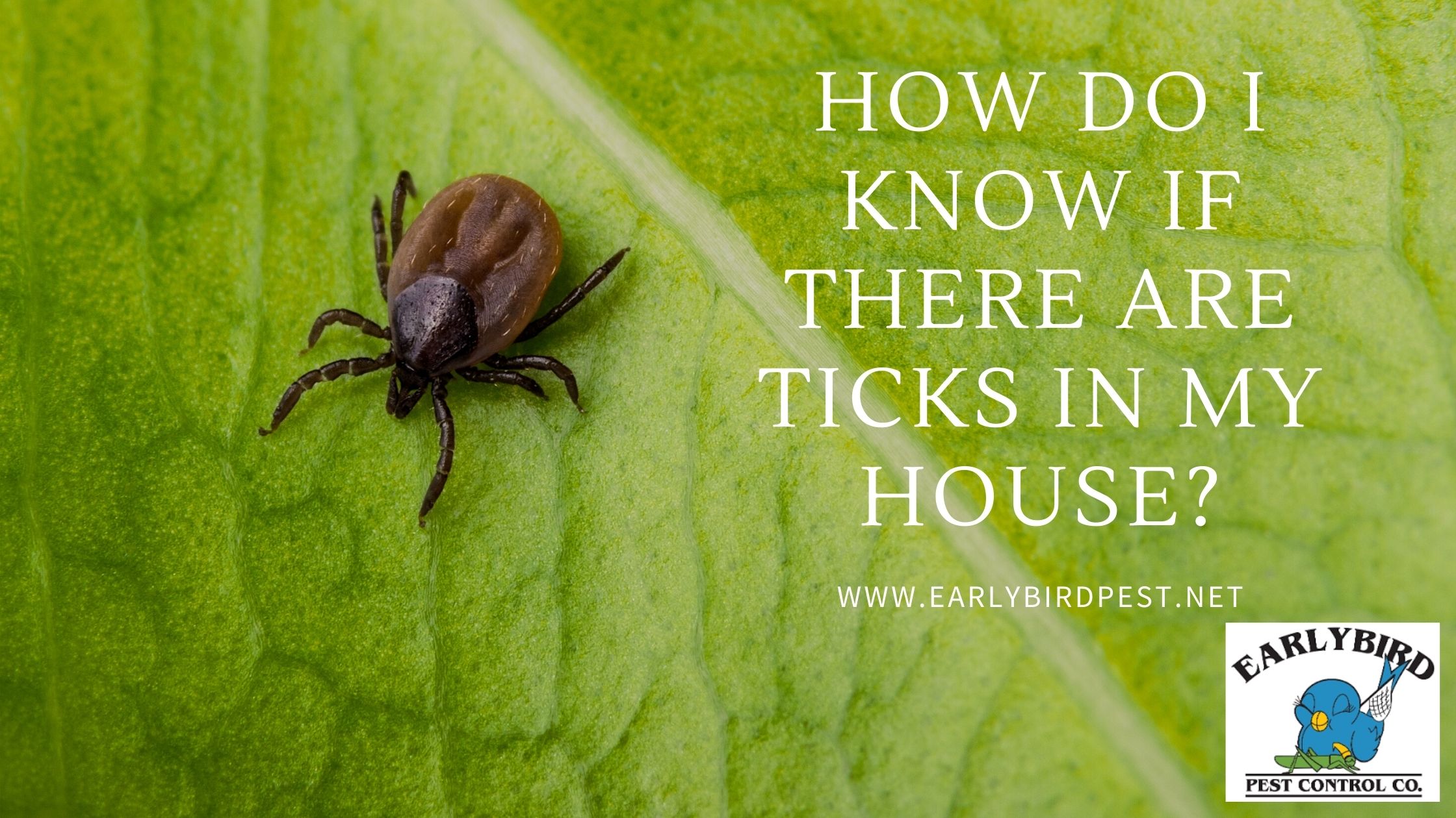 How Do I Know if There are Ticks in My House?