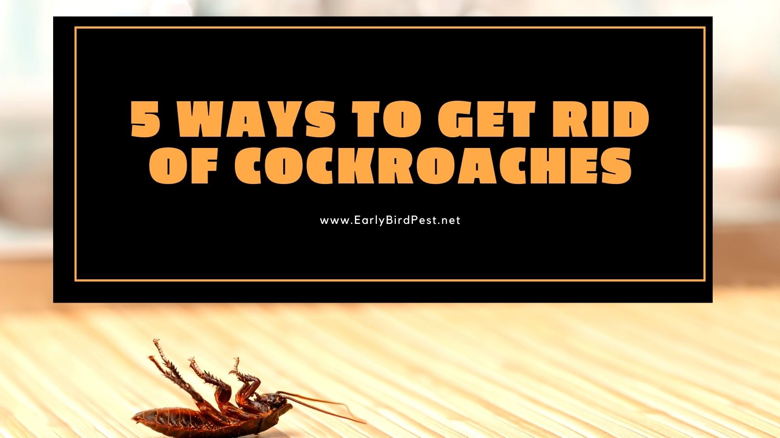 5 Ways to Get Rid of Cockroaches