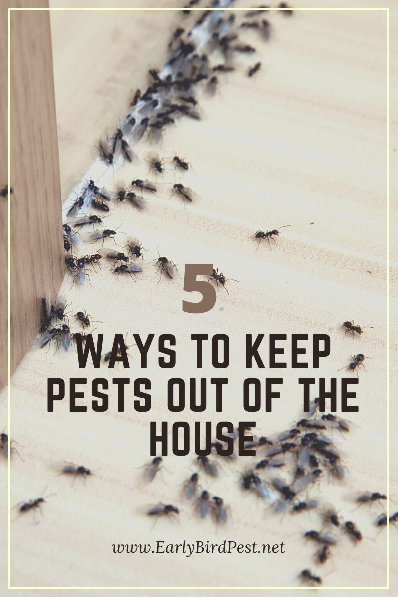 5 Ways to Keep Pests Out of the House