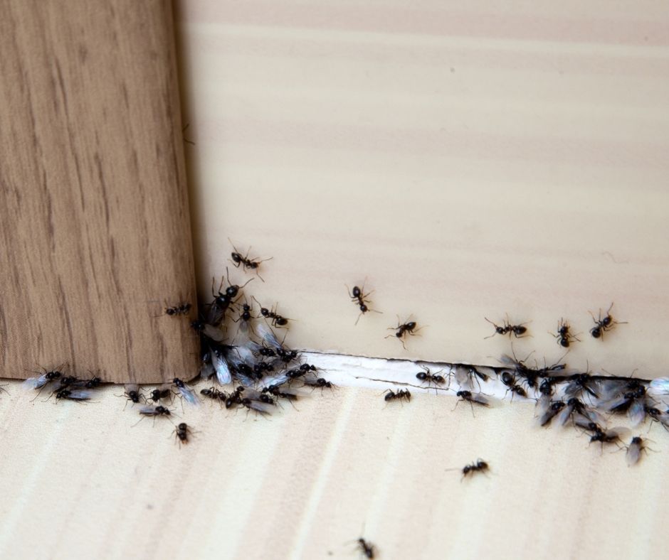 How Long Does a Pest Treatment Last?