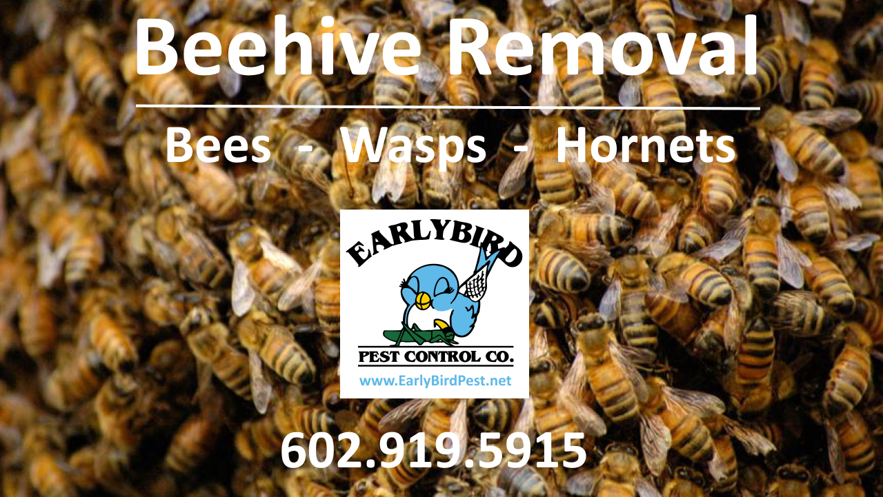 Beehive removal bee wasp honet hive removal and pest control exterminator in North Scottsdale Arizona and the Phoenix Valley