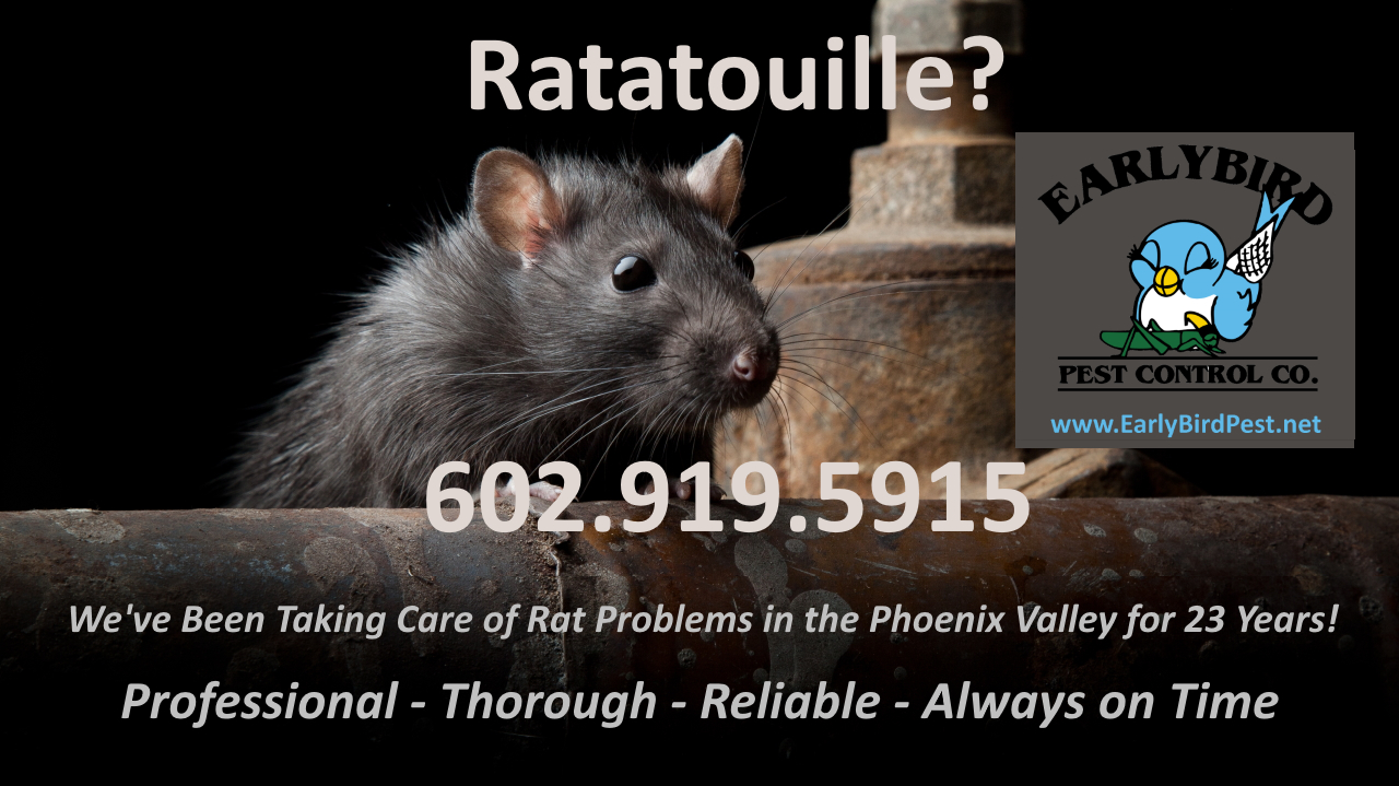 Rat rodent and mice exterminator and pest control in North Phoenix including Paradise Valley and North Scottsdale