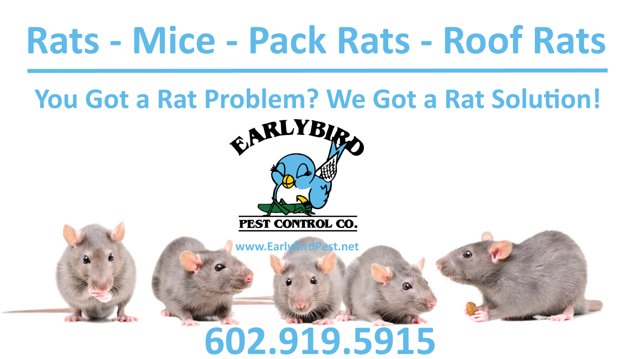 Rat and rodent exterminator in North Scottsdale Arizona in the Phoenix Valley including Paradise Valley