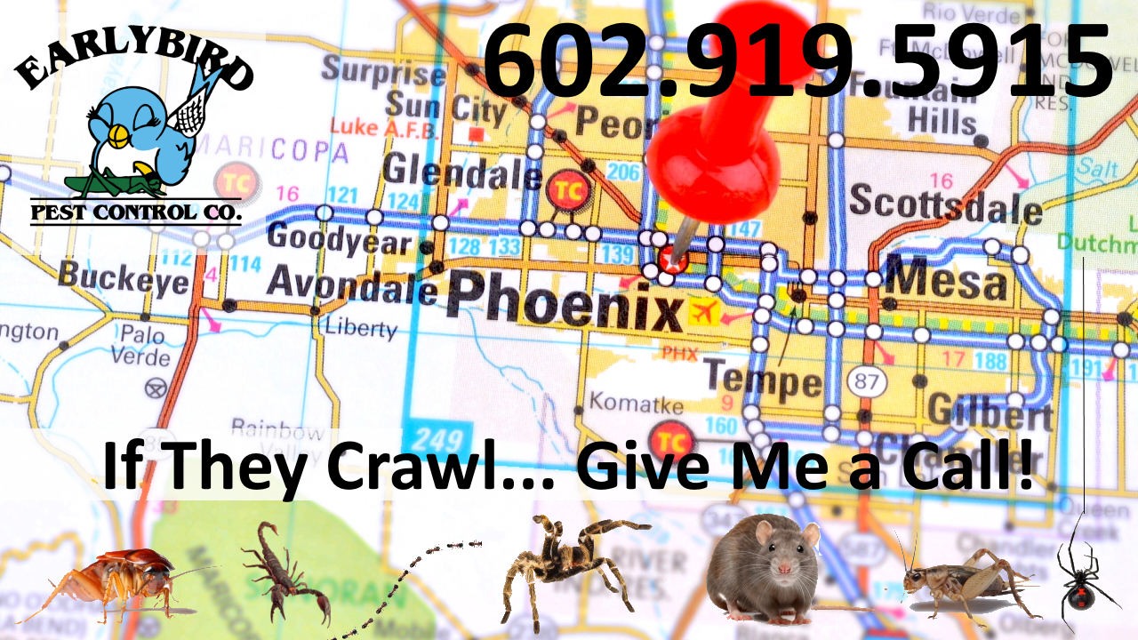 Phoenix Arizona Pest Control Exterminator North Scottsdale North Phoenix Paradise Valley Goodyear Litchfield Park Avondale Buckeye Peoria Surprise Sun City AZ