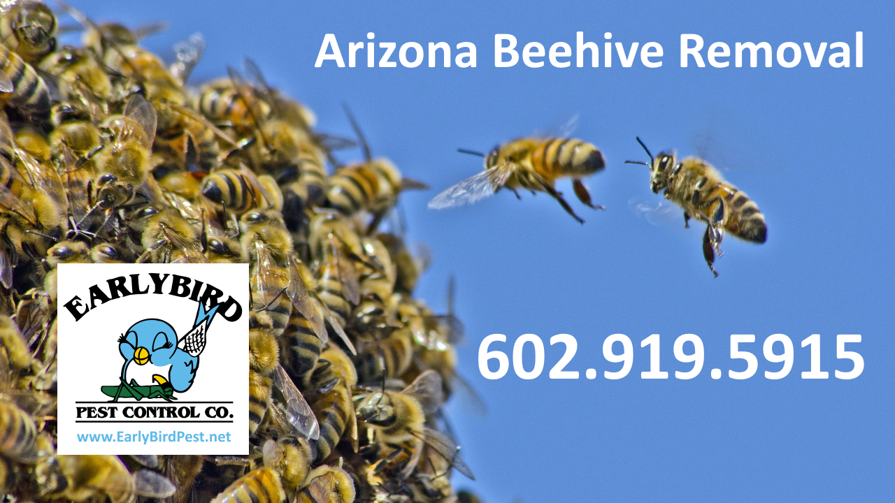 North Phoenix North Scottsdale Paradise Valley Beehive Removal Bee Pest Control Exterminator