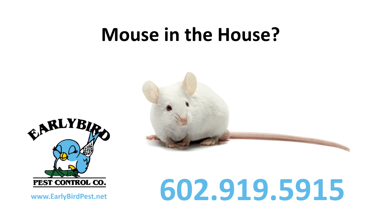 Mouse in your Arizona house mouse mice rodent exterminator and pest control Phoenix AZ