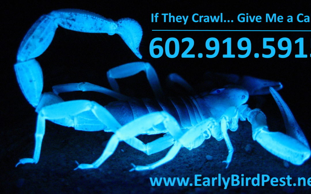 Scorpion Pest Control in the Phoenix Valley