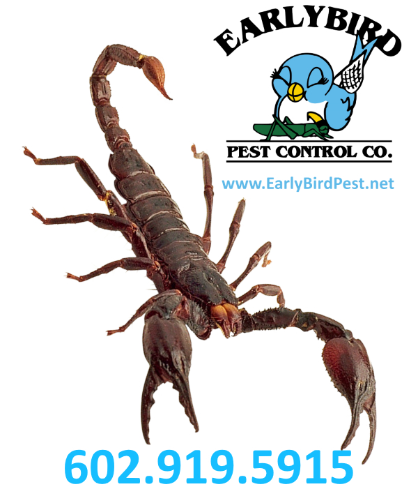 North Scottsdale and North Phoenix Arizona Paradise Valley Cave Creek Pest Control and scorpion exterminator