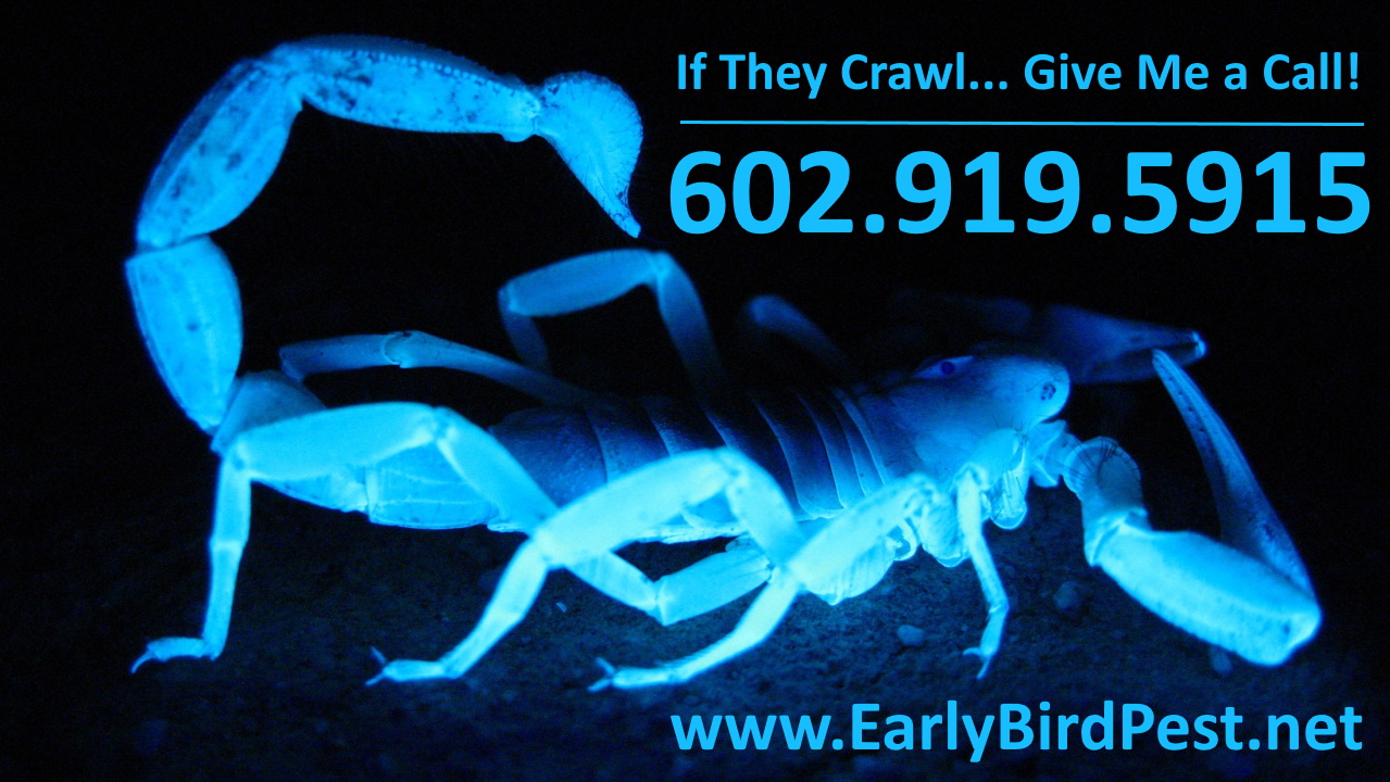 Phoenix Pest Control Scorpion Exterminator North Scottsdale Paradise Valley Arizona