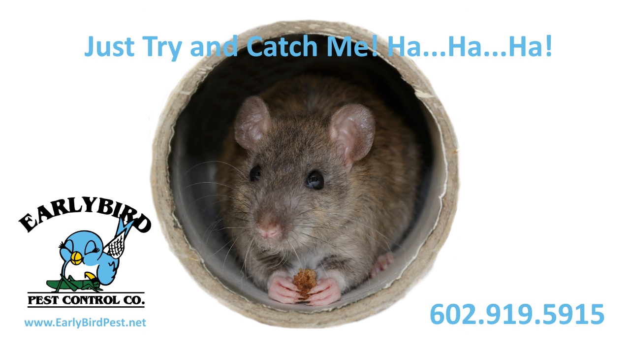 North Scottsdale and Scottsdale AZ rat removal rodent exterminator pack rats roof rats Scottsdale Arizona