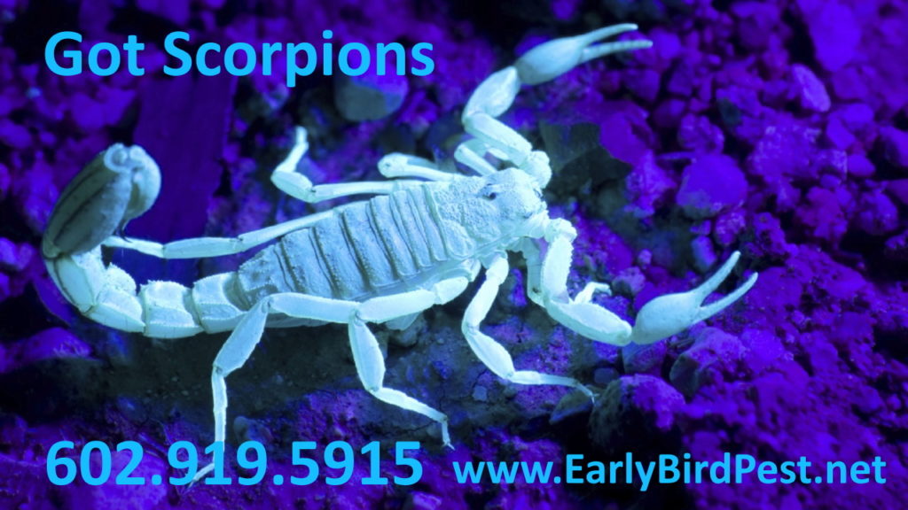 Arizona Pest Control Services Phoenix, Goodyear, North Scottsdale, Paradise Valley, Peoria, Sun