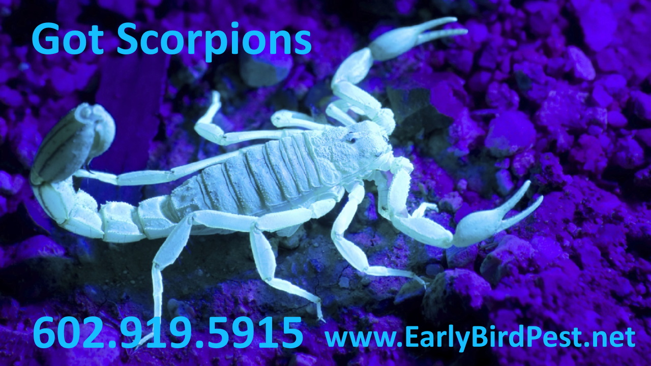 Litchfield Park Scorpion Pest Control Goodyear Peoria Avondale Buckeye Arizona