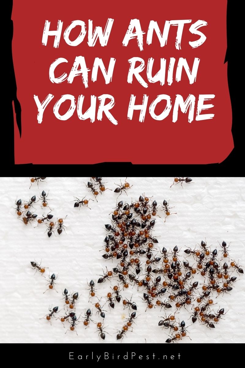 How Ants Can Ruin Your Home