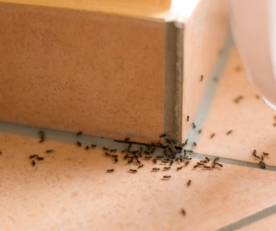 Do I Need a Permit for Ant Infestation Removal?