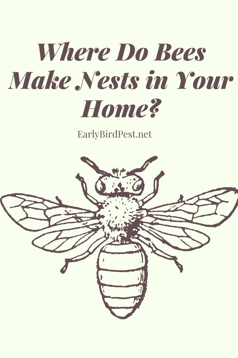 Where Do Bees Make Nests in Your Home?