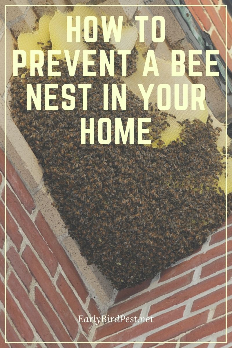 How to Prevent a Bee Nest in Your Home