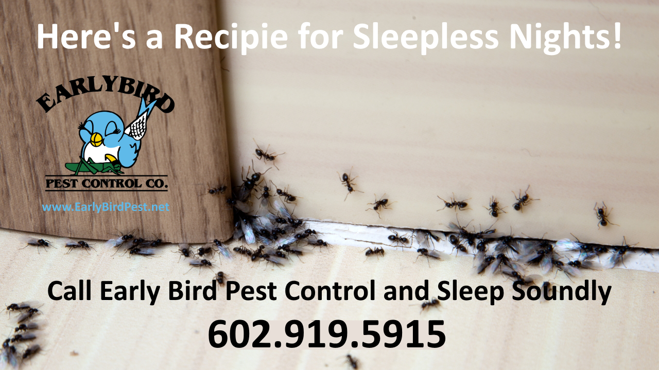 Early_Bird_Pest_Control_Paradise_ValleyScottsdale_Arizona_Exterminator_Pest_Control (2) Avondale Arizona pest control exterminator ants insects bugs