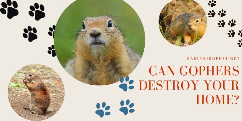 Can Gophers Destroy Your Home?