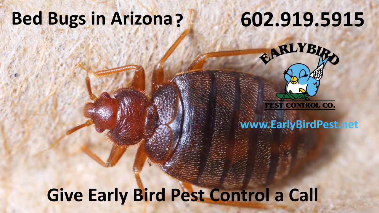 North Scottsdale Bedbug infestation pest control bedbug exterminator Scottsdale Arizona