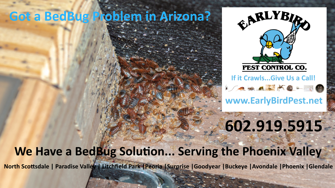 Avondale Arizona bedbug pest control bedbug infestation exterminator