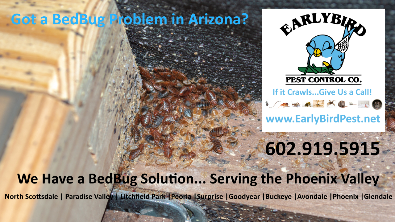 Avondale Arizona bedbug pest control bedbug infestation exterminator Avondale Arizona bedbug pest control bedbug infestation exterminator