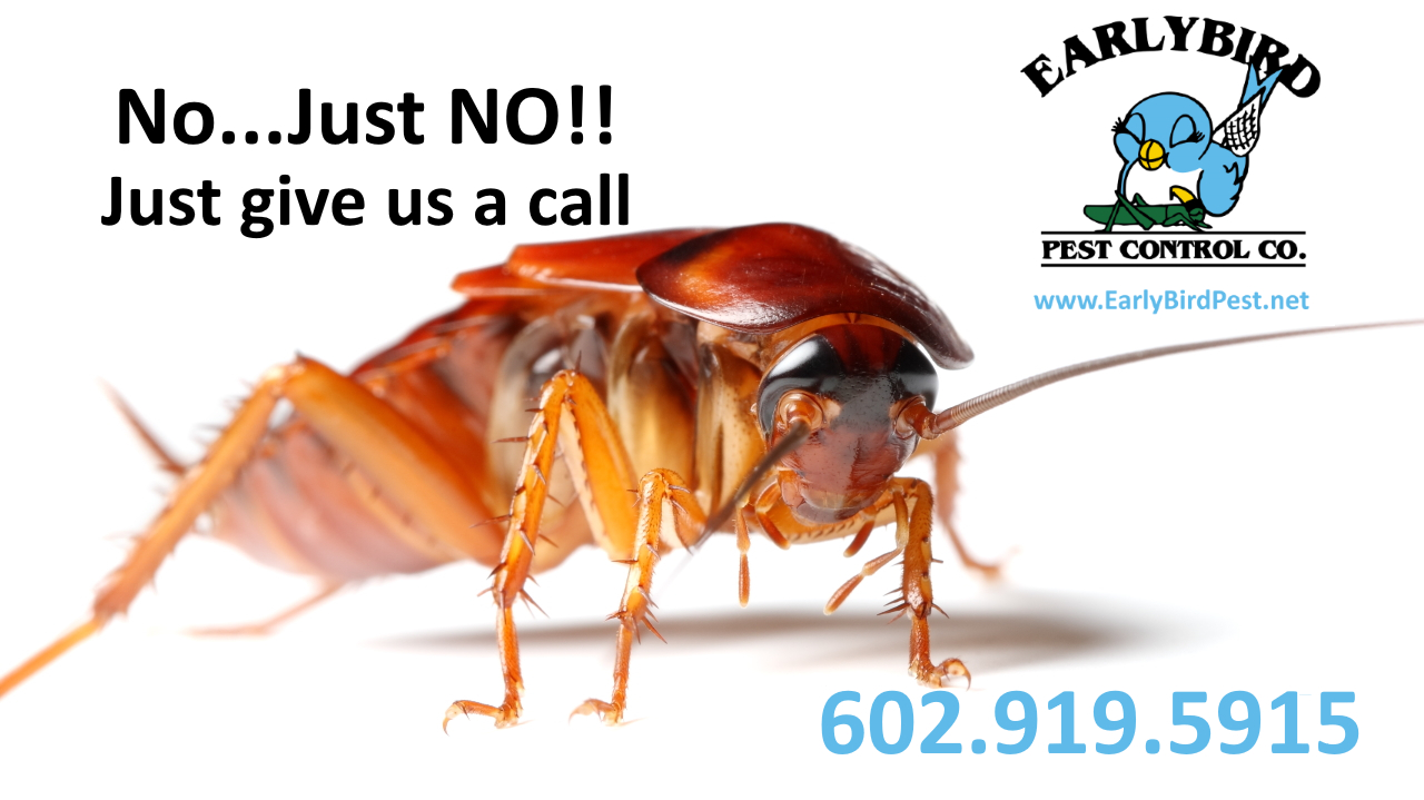 cockroach exterminator and pest control in Carefree, North Phoenix, North Scottsdale, Cave Creek and Paradise Valley AZ