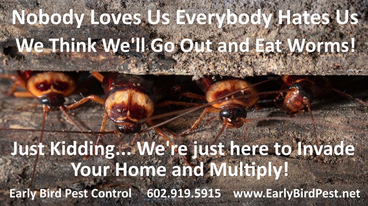 Carefree Arizona cockroach pest control exterminator