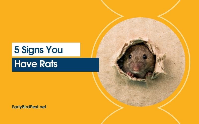 5 Signs You Have Rats