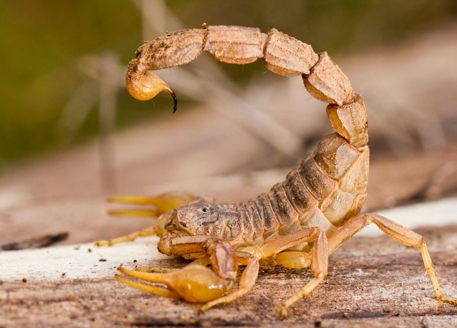 Are Scorpions in Arizona Dangerous?