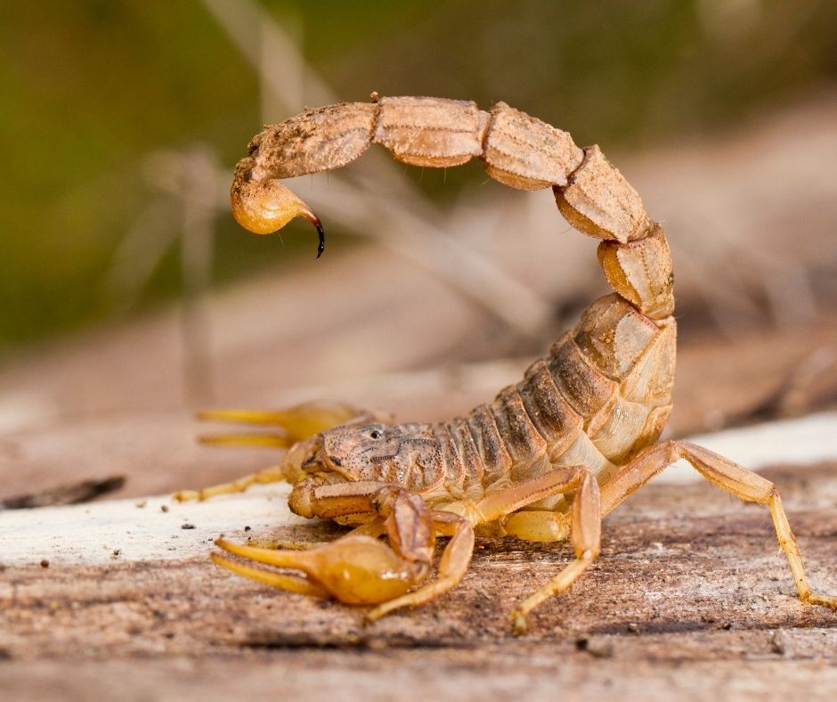 Are Scorpions in Arizona Dangerous?