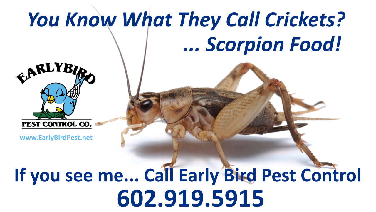 Bug and insect exterminator and pest control in North Scottsdale and Scottsdale. Paradise Valley, Cave Creek, North Phoenix AZ