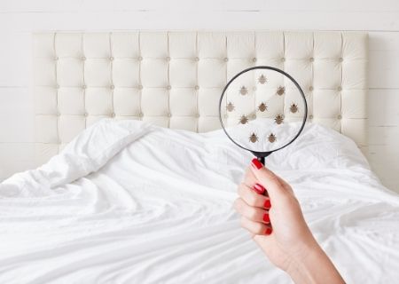 How to Know if You Have Bedbugs